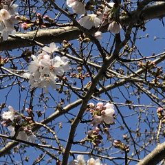 春彼岸のお中日　桜開花！